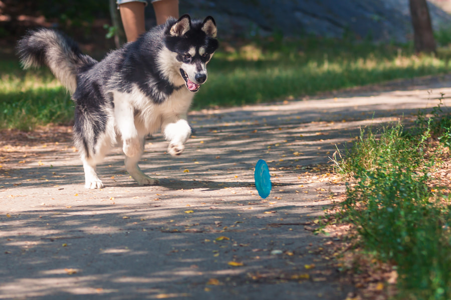 Собака в місті
